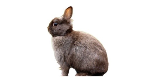 netherland dwarf bunny care