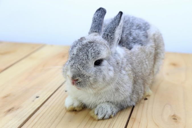 Netherland Dwarf Rabbit Care Sheet
