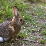 New England Cottontail Rabbit Care Sheet