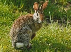 New England Cottontail Rabbit Care Sheet | Here Bunny