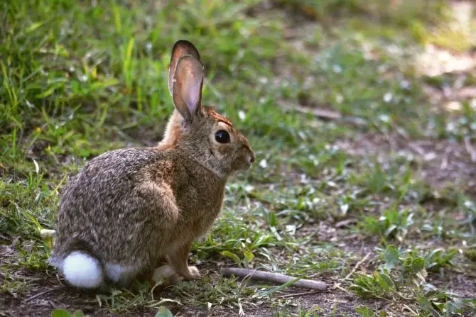 New England Cottontail Rabbit Care Sheet