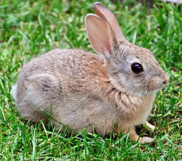 Oryctolagus Rabbit Care Sheet