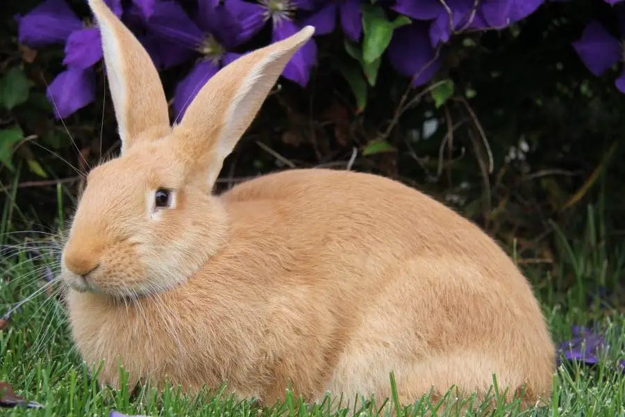 golden palomino rabbit