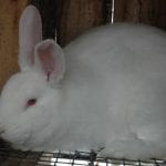 Panon Rabbit Care Sheet