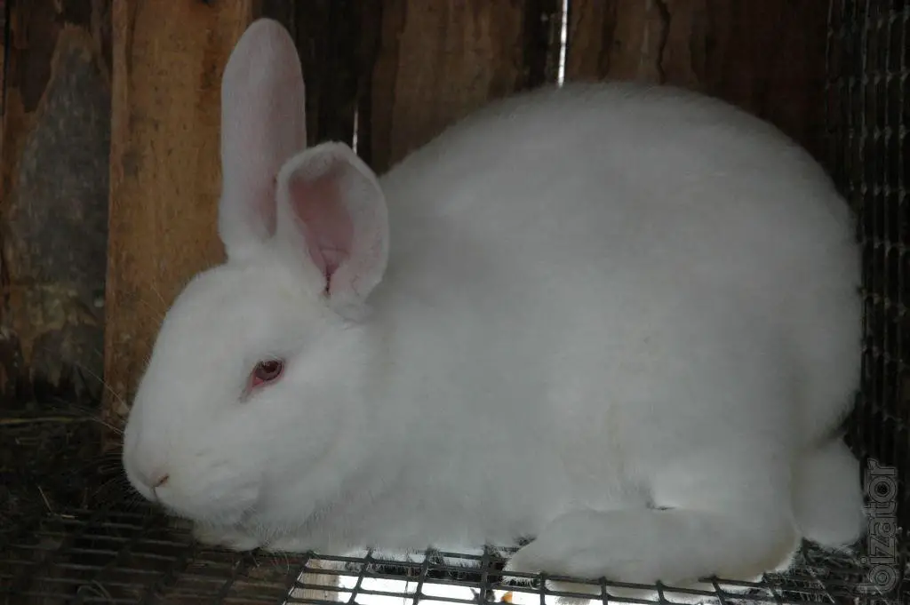 Panon Rabbit Care Sheet