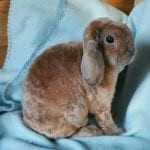 Plush Lop Rabbit Care Sheet