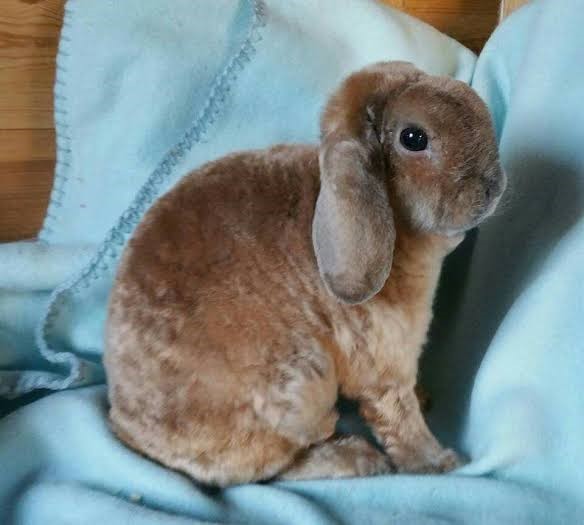 Plush Lop Rabbit Care Sheet