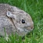 Pygmy Rabbit Care Sheet