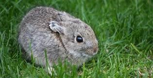 Pygmy Rabbit Care Sheet