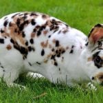 Rhinelander Rabbit Care Sheet
