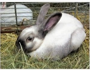 Sallander Rabbit Care Sheet - Here Bunny