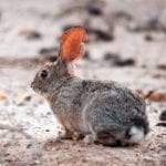 San Jose Brush Rabbit Care Sheet