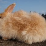 Satin Angora Rabbit Care Sheet