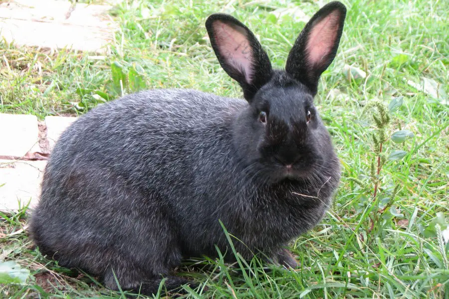 Silver Fox Rabbit Care Sheet