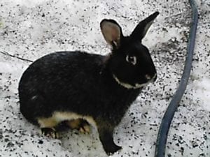 Silver Marten Rabbit Care Sheet - Here Bunny