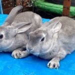 Standard Chinchilla Rabbit Care Sheet