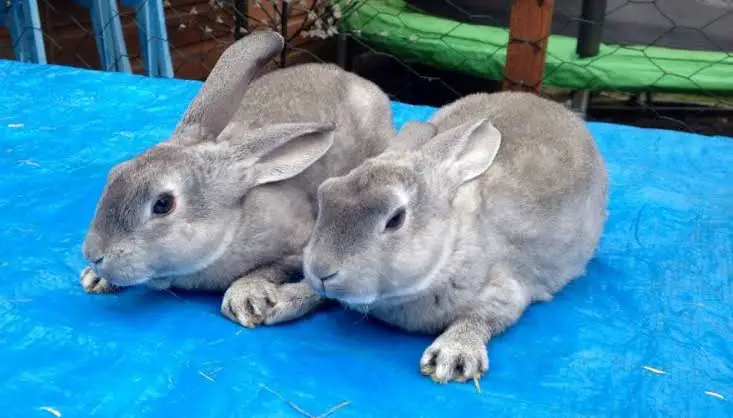 Standard Chinchilla Rabbit Care Sheet