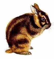 Sumatran Striped Rabbit Care Sheet | Here Bunny