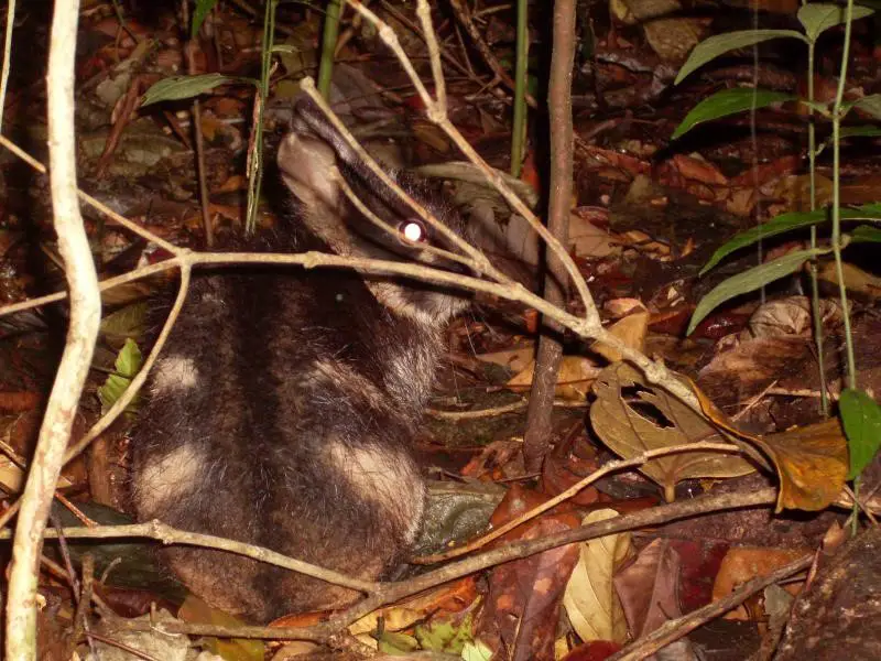 Sumatran Striped Rabbit Care Sheet | Here Bunny