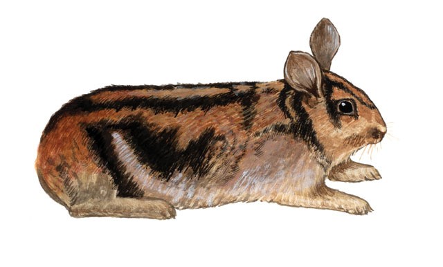 Sumatran Striped Rabbit Care Sheet