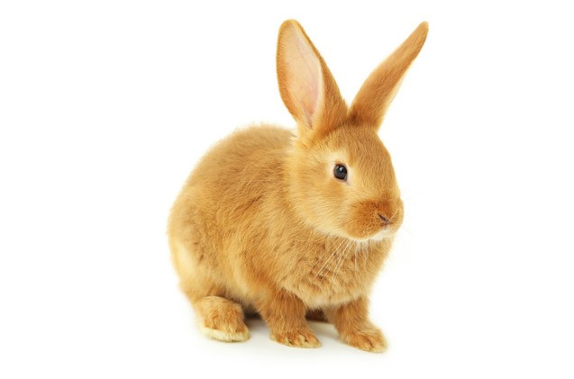 Sussex Rabbit Care Sheet