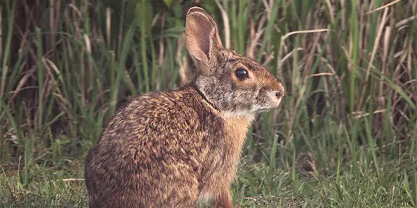 Swamp Rabbit Care Sheet