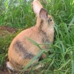 Swedish Hare Rabbit Care Sheet