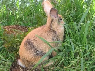 Swedish Hare Rabbit Care Sheet