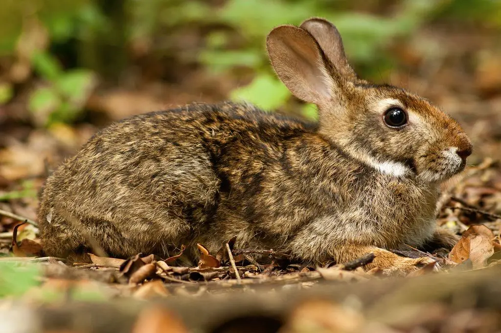 Tapeti Rabbit Care Sheet