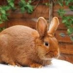 Thrianta Rabbit Care Sheet