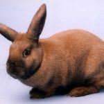 Thuringer Rabbit Care Sheet