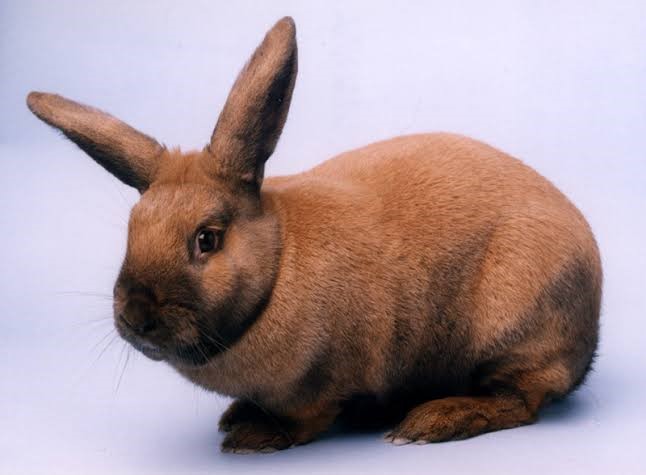 Thuringer Rabbit Care Sheet