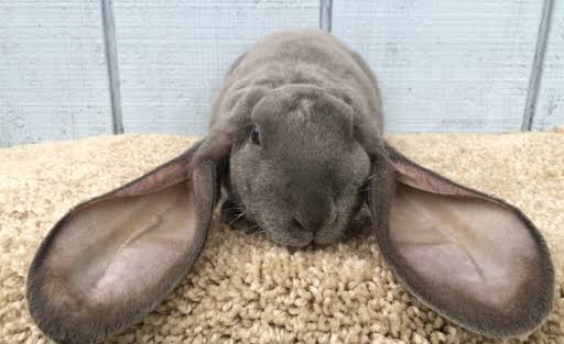 Velveteen Lop Rabbit Care Sheet