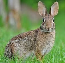 Venezuelan Lowland Rabbit Care Sheet