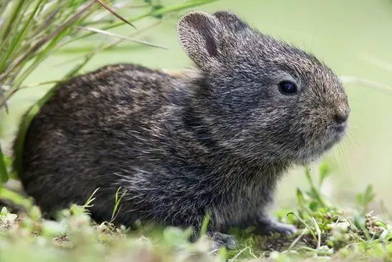 Volcano Rabbit Care Sheet