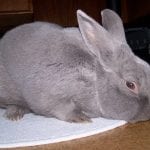 Fee de Marbourg Rabbit Care Sheet