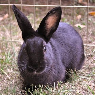 Havana Rabbit Care Sheet | Here Bunny