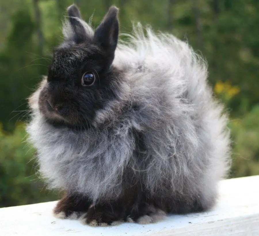 new jersey wooly rabbit