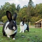 Mellerud Rabbit Care Sheet