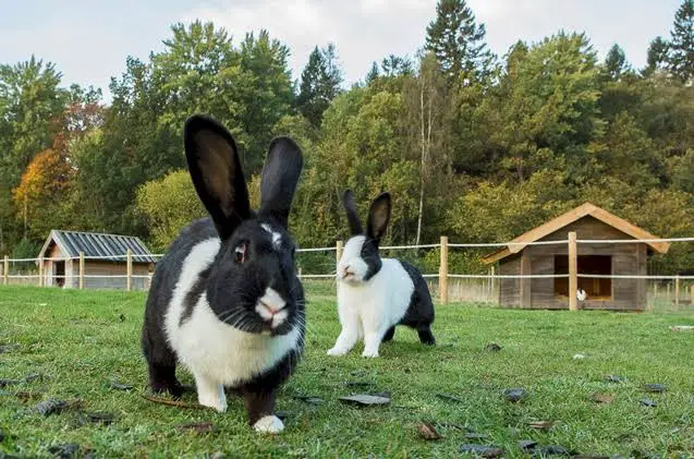 Mellerud Rabbit Care Sheet