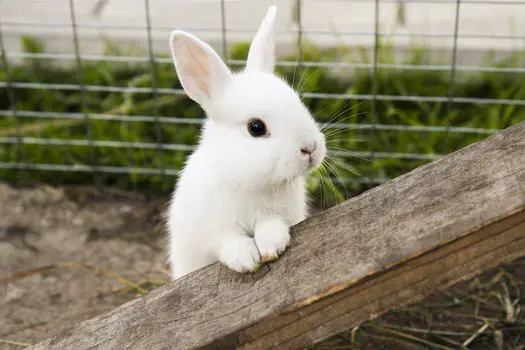 Can Rabbits Die From Loneliness Here Bunny