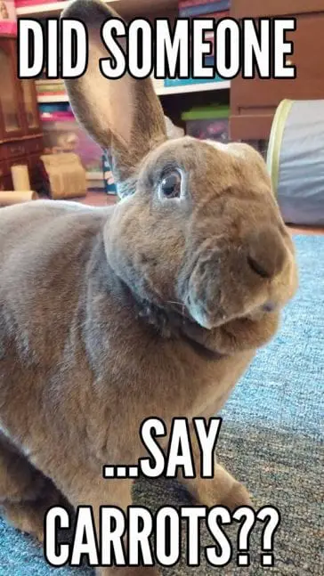 10 Bunny Memes that Will Make you Love Them | Here Bunny