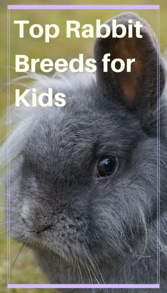 10 Rabbit Breeds With The Best Temperament Perfect For Your Kids Here