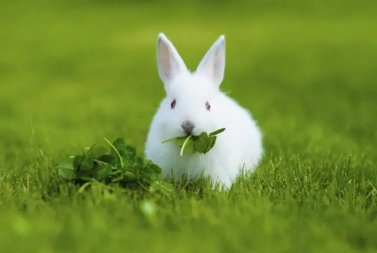 Can You Feed Your Rabbits Biscuits? | Here Bunny