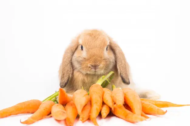 12 Best Rabbit Treats To Reward Your Bunnies | Here Bunny