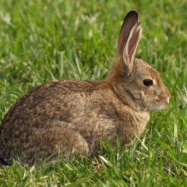 8 Black Rabbit Breeds You Can Have as Pets | Here Bunny