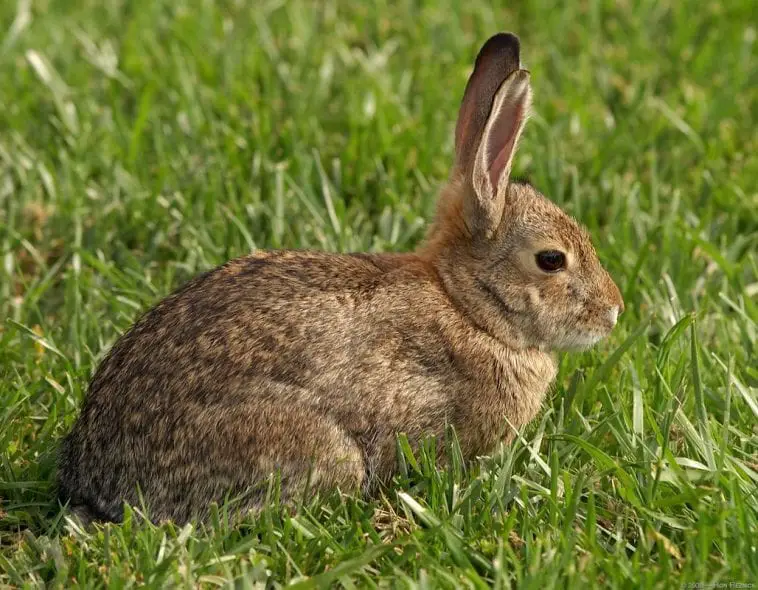 Šolc šupak Rabbit-in-Grass-758x590