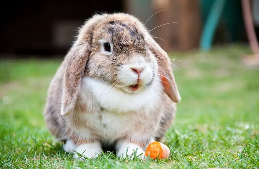 Image result for How to Care for your Rabbit’s Teeth
