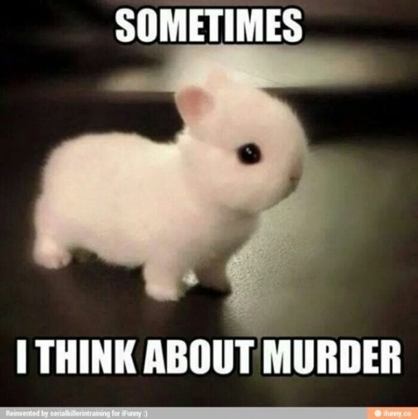 10 Bunny Memes that Will Make you Love Them Here Bunny