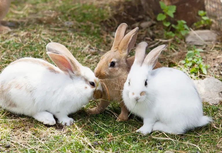 Creepy Rabbit Behaviour and What They Tell Us | Here Bunny